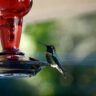 How to Keep Ants Away from Hummingbird Feeders